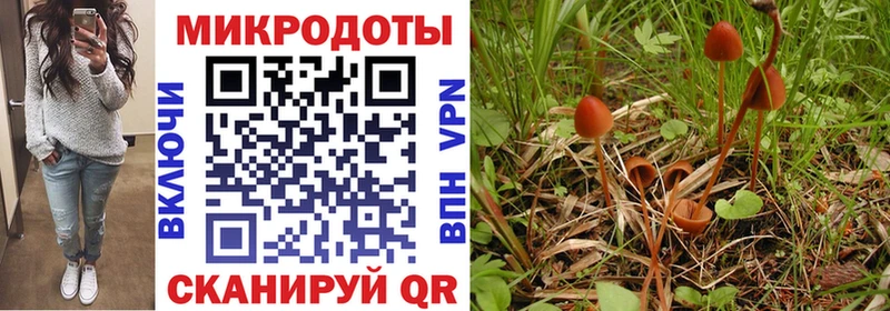 купить наркотики сайты  Тутаев  Галлюциногенные грибы Psilocybe 
